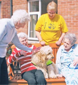 Becky enjoying her work as a Pets As Therapy dog