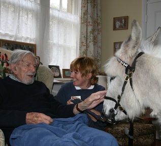 An Elisabeth Svendsen Trust donkey making a care home visit