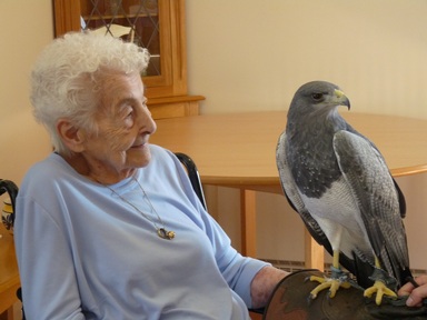 A bird of prey makes a visit to a Sanctuary care home