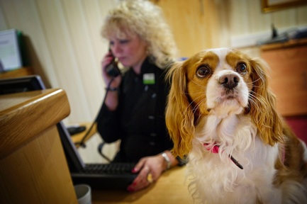 Pets have an important role at Sanctuary care homes 