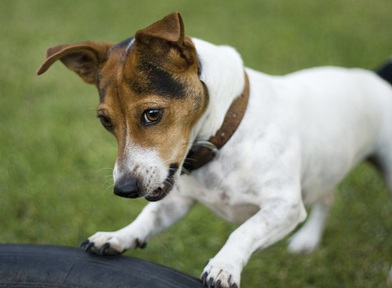 Alfie the jack Russell is always by owner Sheila’s side at Bupa’s Chilton Meadows Residential and Nursing Home
