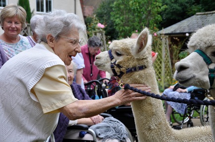 All smiles: Resident Mickie Cashin meets Jimmy the alpaca