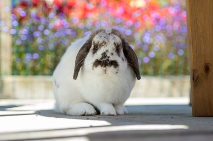 Claremont Care Home's pet rabbit Cream