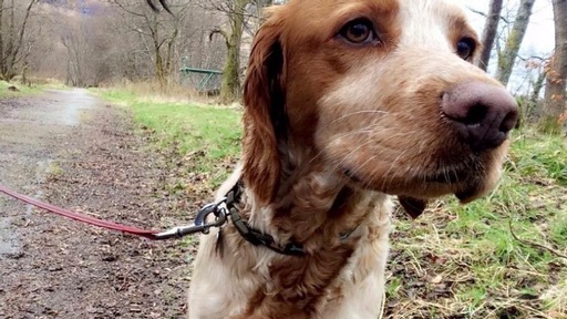 William the care home dog