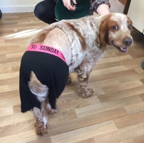William wearing a pair of flashy pants to hide his operation scar