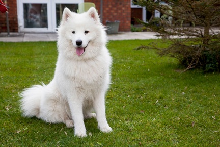 Daisy the dog