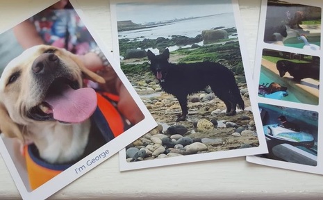 George is among the postcard-writing pooches.    Credit: Cedar Court Dementia Care Home