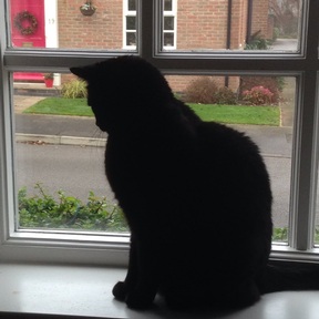 Billy the cat who kept getting fatter