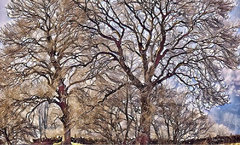 Credit: Anthony Marshall.   'Winter Trees' Derbyshire