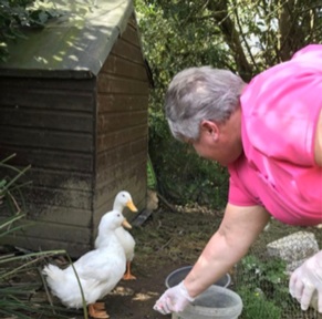 Ducks at Wolfeton Manor care home