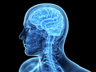 3D illustration of the human brain. Credit: SciePro/ Shutterstock