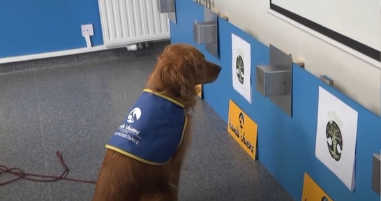 Pokaa at work sniffing the cloth to detect any signs of Covid-19. Credit: Youtube.