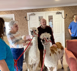 'Alpacas are very friendly animals, and they loved their visit' Credit: Sandstone Care Group.