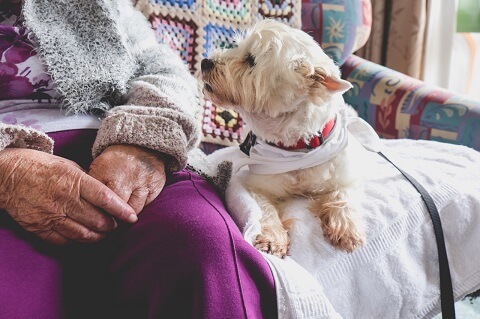 https://www.carehome.co.uk/images2/advice/pet%20care%20home.jpg