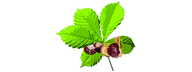 The Chestnuts logo