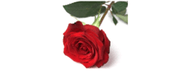 Rosedale Care Home Ltd