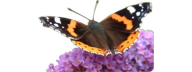 Langley Haven Dementia Care Home logo