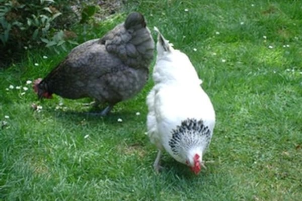 Elizabeth Court Rest Home, Bexhill-on-Sea, East Sussex