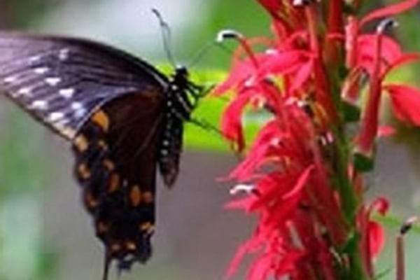 Greyfriars Care Centre G32 9QG