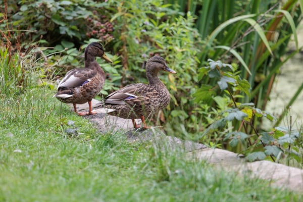 Polebank Hall Care Home, Hyde, Greater Manchester