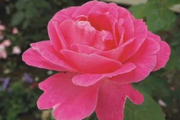 Royal Bay Cottage, 86 Barrack Lane