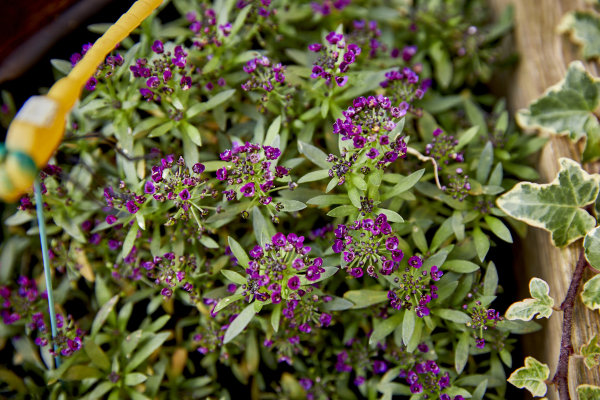 Chilton Care Centre, Ferryhill, Durham