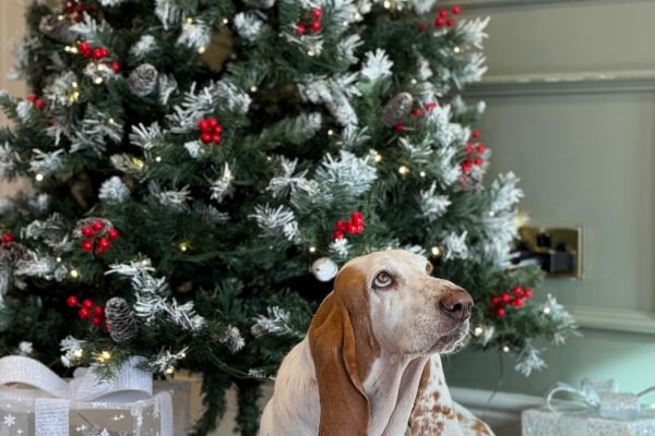 Ashton Meadows, Kingston upon Thames, London