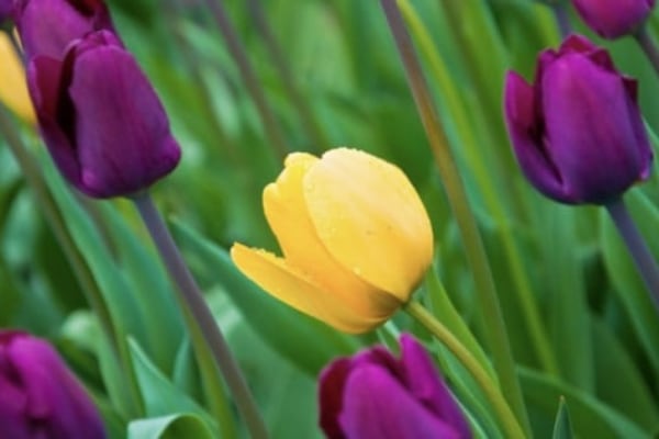 Chase Lodge Care Home, 4 Grove Park Road Chase Lodge Care Home, 4 Grove Park Road