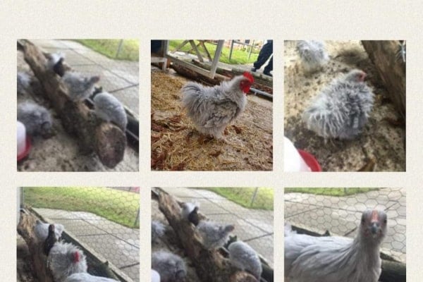 Fairfield House care home, 41 Putton Lane, Chickerell, Weymouth, Dorset