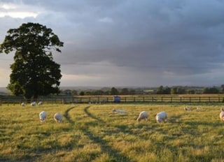 The Elms