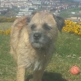 Poppy
