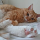 Oakley The Cat