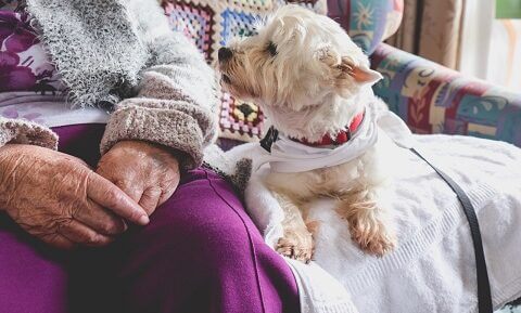 pet care home
